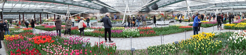 Keukenhof_06