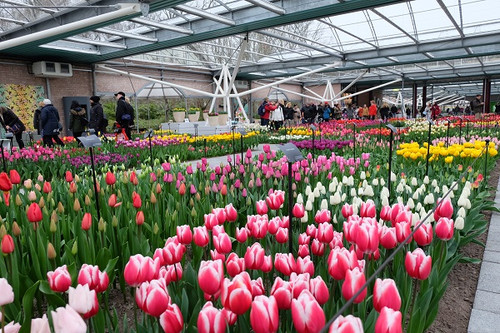 Keukenhof_08