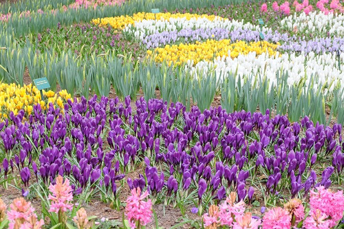 Keukenhof_09