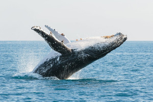 Whales1280x853