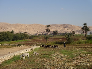 Photo_7