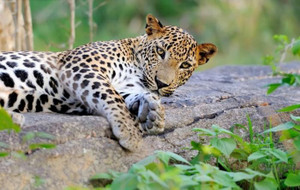 Srilankanleopards