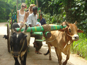 Village_showaround_by_bullock_cart