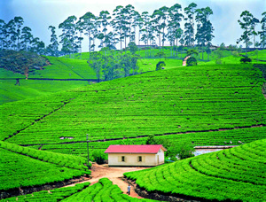 1312_tea_plantation