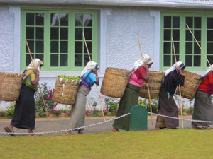 Tea_factory_1