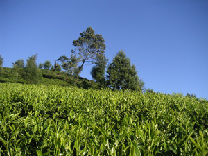 Tea_plantation