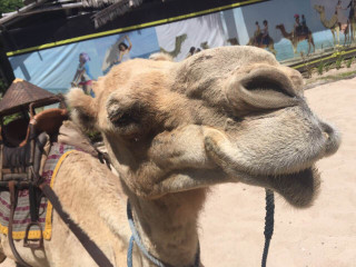 Camel5
