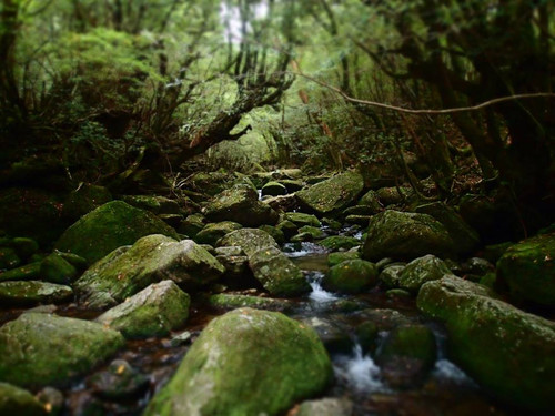 Yakushima3