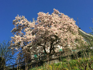 Image_2