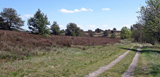 Lneburger_heide