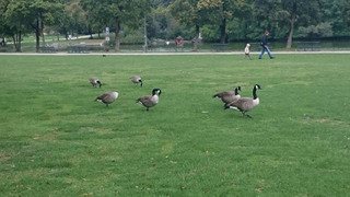 Ducks_on_grass
