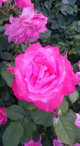 Pink_rose
