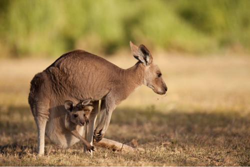 Kangaroo2