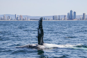 Whale_in_paradise_3
