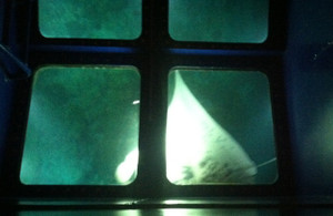 Manta_1_2