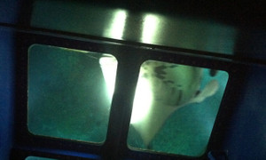 Manta_right