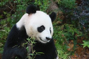 Panda_4