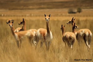 Vicuna
