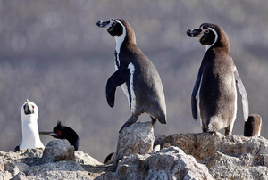 Pinguino_2