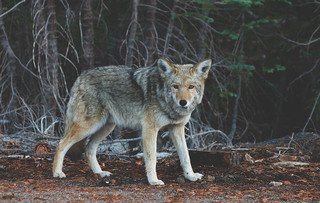 Coyote690102_640