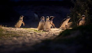Penguin_parade_any_pp_tour