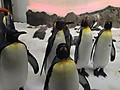 Img_3079_002_penguin