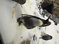 Img_3082_002_penguin_2_2