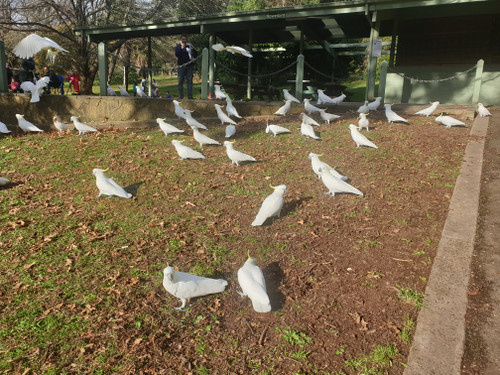 Cockatoo