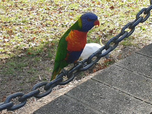 Rainbow_lorikeet