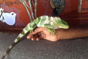 Iguana