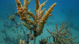 Countingcoralupdatesjandsc11030x579