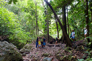 Waisali_rain_forest