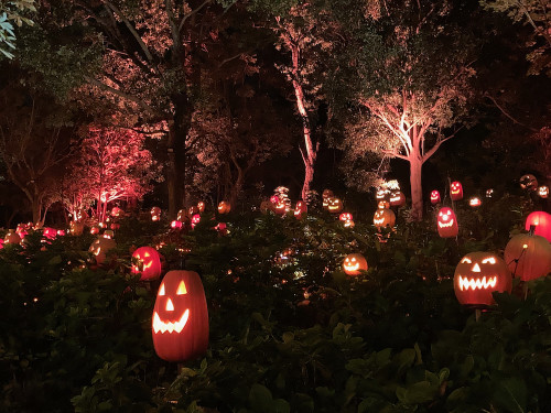ハロウィーンナイトウォーク