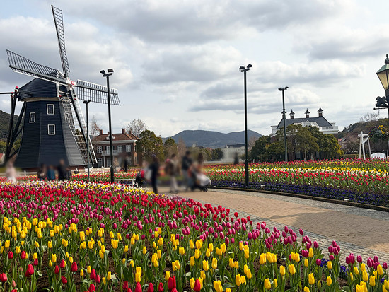 チューリップセレブレーション チューリップセレブレーション