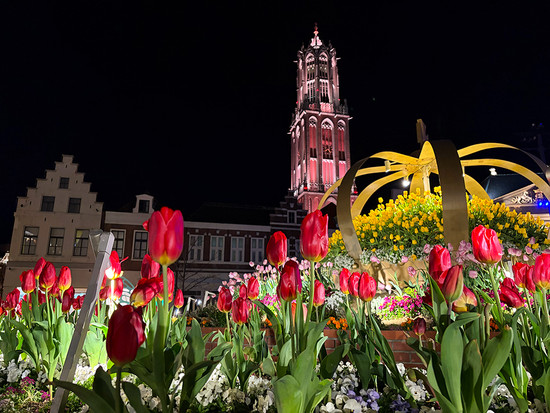 ナイトチューリップ