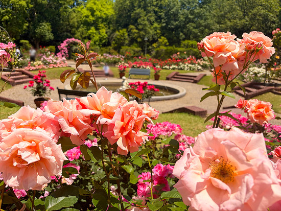 バラの宮殿