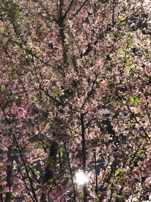 Tree_flower