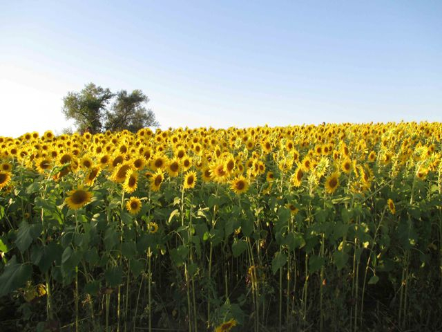 Sunflower3 Sunflower3