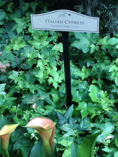 Italian_cypress
