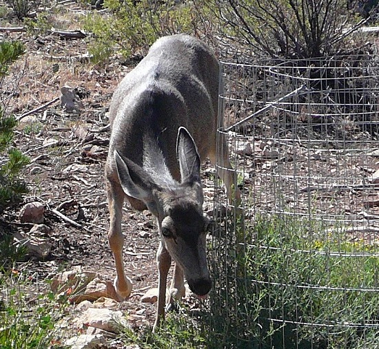 Mule_deer_2