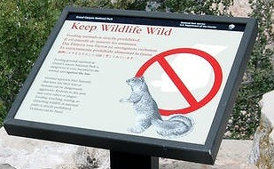 Squirrelsign