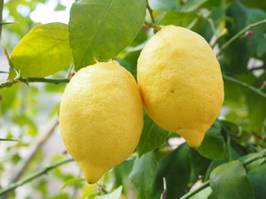 Lemon1117568_1920