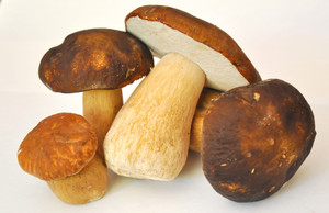 Mushroom913499_1920_3