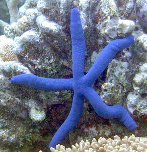 Blueseastar_2