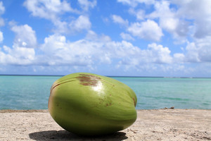 Coconut1179414_960_720