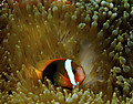 Hamakumanomi