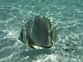 Image1