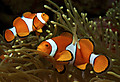 Kakurekumanomi