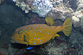 Yellow_boxfish
