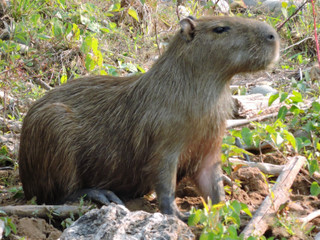 Capybara_en_chalalan_chalalan